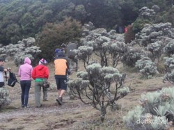 Pengobat Rindu itu Bernama Lembah Kasih Mandalawangi