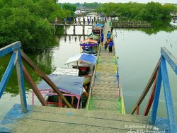Percaya Nggak? Ada Hutan Mangrove Cantik di Bekasi