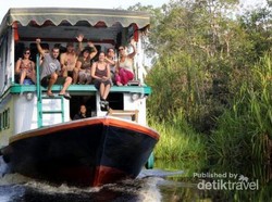 Perjalanan ke Tanjung Puting, Bertemu Orangutan