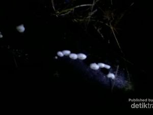 Perjalanan Mencari Jamur Menyala di Balik Kabut Halimun