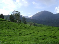 Perkebunan Teh Malabar, Bagai Permadani Hijau Raksasa