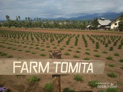 Permadani Alami ala Jepang