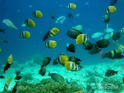 Pernah Dengar Nama Gili Tralala di Lombok?