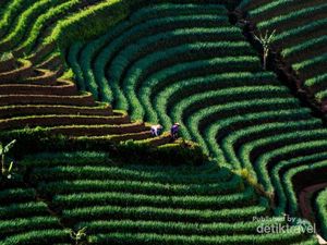 Pesona Terasering Panyaweuyan Majalengka dalam Bidikan Kamera