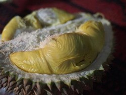 Pesta Durian di Kediri, Bisa Banget!