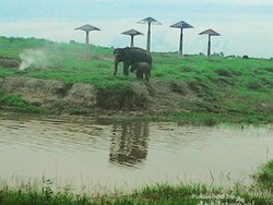 Petualangan Akhir Pekan Bersama Gajah Way Kambas