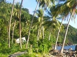 Petualangan Seru di Hutan Anambas