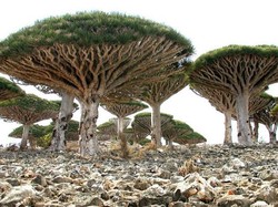 Pohon-pohon Lucu di Pulau Socotra, Yaman