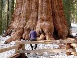 Pohon Terbesar di Dunia Ada di California