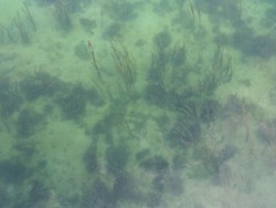 Pulau Benan, Gadis Cantik yang Belum Dandan