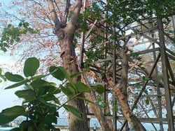 Pulau Bulat, Bekas Tempat Liburan Keluarga Cendana