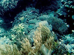 Pulau Lihukan, Nirwana dari Sulawesi Selatan