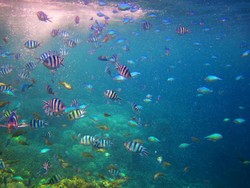 Pulau Menjangan Kecil, Surga Diving dari Karimunjawa