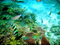 Pulau Pari, Pelepas Kepenatan Bagi Warga Jakarta