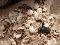 Pulau Sangalaki, Saksi Sebuah Kehidupan Bayi Penyu