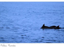 Pulau Tunda, Tempat Melihat Lumba-lumba & Penyu di Banten