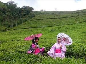 Rindu Hijau Kebun Teh Kaligua