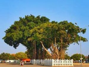 Ritual Masangin di Alun-alun Kidul Yogya yang Berbalut Mistis