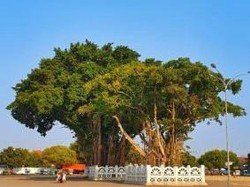 Ritual Masangin di Alun-alun Kidul Yogya yang Berbalut Mistis