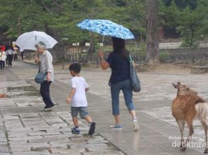Rusa di Taman Nara Jepang, Bagaimanana Nasibmu Saat Pandemi Corona?