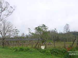 Rusa-Rusa Menggemaskan di Ranca Upas