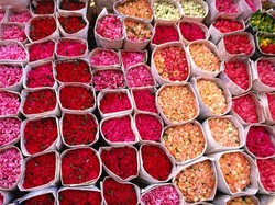 Saat Gurun Maroko Berubah Jadi Ladang Mawar