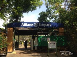 Saat Lebah Punya Rumah di Ecopark Ancol