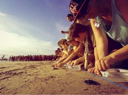 Saat Puluhan Anak Penyu Dilepas di Pantai Kuta