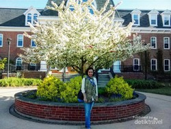 Saat Sakura Mekar di Kanada