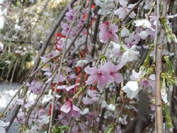 Saat Sakura Mekar di Singapura