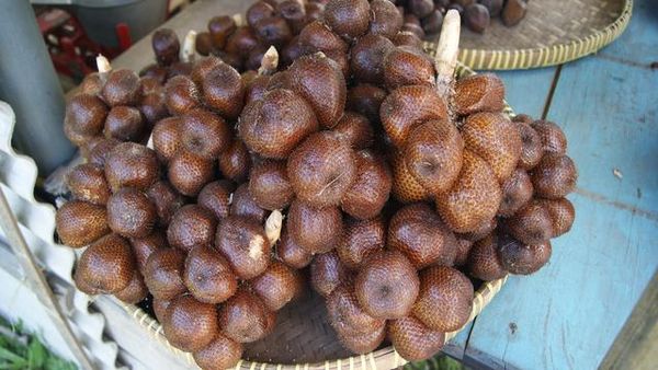 Salak Pondoh yang Gurih dari Turi, Yogyakarta