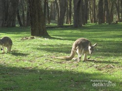 Salaman dengan Kanguru di Gumeracha, Australia