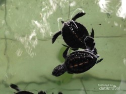 Sangalaki, Gudang Penyu Kepulauan Derawan