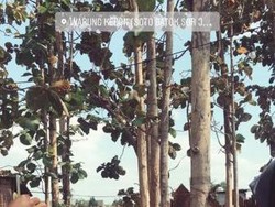 Santai Sambil Kulineran di Kebun Jati