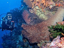 Satu Lagi Surga Diving di Sulawesi Utara