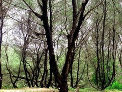 Satu Lagi yang Cantik di Yogya, Pantai Goa Cemara
