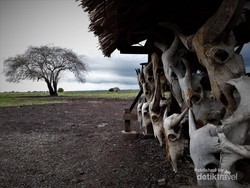 Savana Bekol, Little Africa di Situbondo