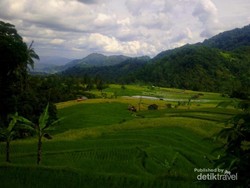 Sawah di Nagari Pariangan, Rancak Bana!