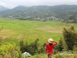Sawah Unik Berbentuk Jaring Laba-laba di Flores