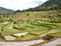 Sawah yang Cantik, Nggak Cuma Ada di Ubud!