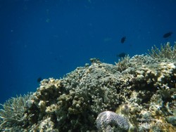 Sebelum ke Pulau Komodo, Snorkeling Dulu di Pulau Kanawa