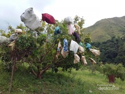 Segar! Wisata ke Kebun Kelengkeng di Aceh Besar