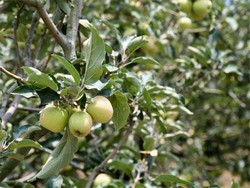 Segarnya Apel di Kebun Kusuma Agrowisata, Batu