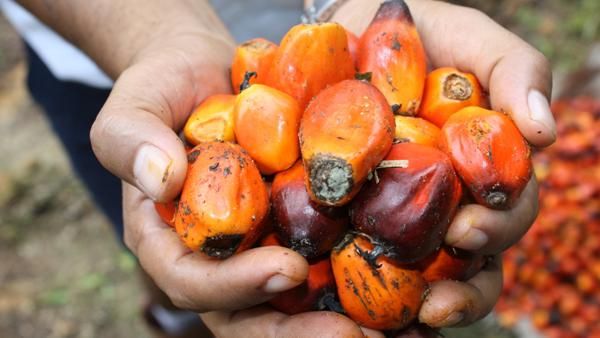 Segenggam Sawit Bernilai Segenggam Dollar