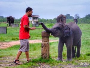 Sehari Bersama Gajah-Gajah Way Kambas