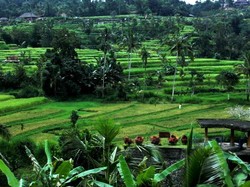 Selain Ubud, Ini Area Sawah di Bali yang Tak Kalah Cantik