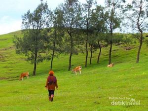 Selandia Baru Tapi di NTT