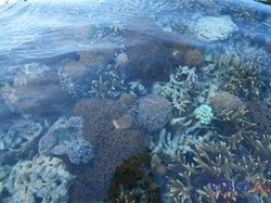 Selat Pantar, Surga Penyelaman Baru di Indonesia