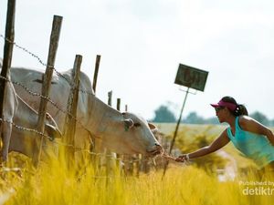Sembawa Rasa Selandia Baru