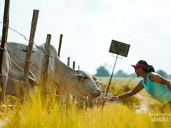 Sembawa Rasa Selandia Baru